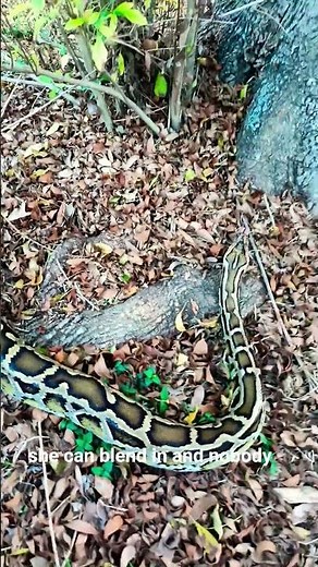 BURMESE Python Handling outside #reptiles #burmesepythons