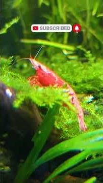 Why Feeding Aquarium Shrimp Less Can Be BETTER