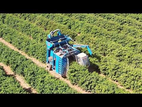 Coffee harvesting in Cerrado, Brazil