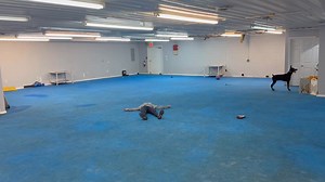 2.6K views · 32 reactions | What would your dog do if you pretended to play dead? 浪 Ace was a little confused when he turned around so Kristy could throw his toy for him  | Sublime K9 Training & Boarding, LLC | Facebook