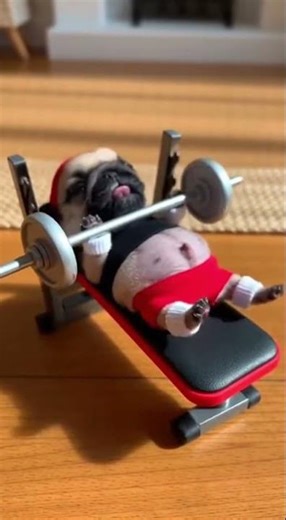 ЦЕ НАЙСМІШНІШИЙ ЖИМ ШТАНГИ, ЯКИЙ ВИ БАЧИЛИ!