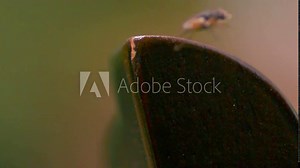 A black bat fly or bot fly on a rusty old knife tip preparing to fly and flying away in slow motion with the background cinematically blurred. Flies wings in slow motion and footage is in close up.