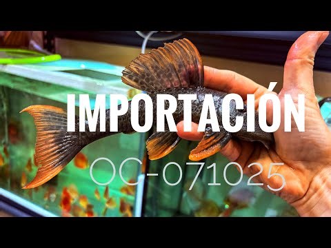 IMPORTACIÓN!! OC071025 DiscusArt.com