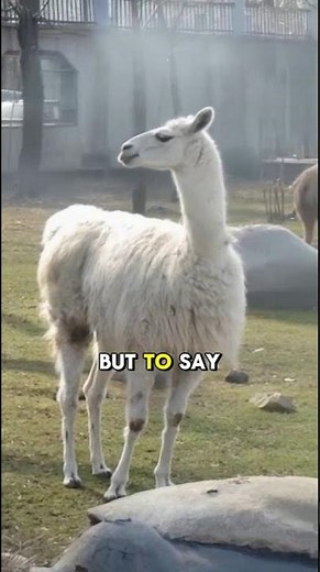 Did You Know??? Why Llamas Spit at People! 🦙💨