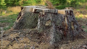 Tree Stump in the Aftermath of Deforestation: A moving video of a freshly cut tree stump, silently witnessing the environmental impact of deforestation, against a backdrop of replanted saplings.