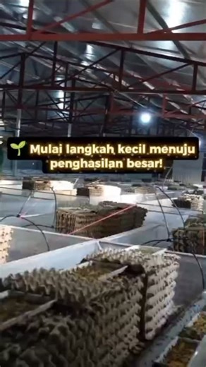Jangkrik central on Instagram: "Paket Bisnis Titip Farm Jangkrik – Modal Rp 1 Juta 💰 Investasi: Rp 1.000.000 📦 Bibit Awal: 50.000 ekor jangkrik(1Kg) 🏡 Lahan, kandang, pakan, listrik, dan semua kebutuhan dari kami 🛠 Perawatan dan operasional dikelola sepenuhnya oleh tim kami ✅ Resiko ditanggung oleh kami, mitra hanya menerima keuntungan --- 📌 Simulasi Program Titip Farm Jangkrik Modal awal: Rp 1,000.000 untuk populasi 50.000 ekor bibit jangkrik(1Kg) Harga beli dari kami: Rp 140.000/kg 🔄 Sik