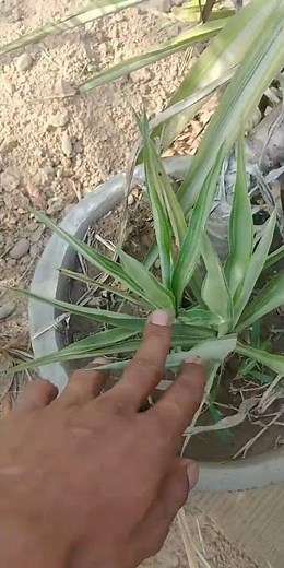 Yucca plant grow from cutting #gardeing #plants