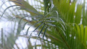 Rain drops falling off palm leaves, leaflets with water drops