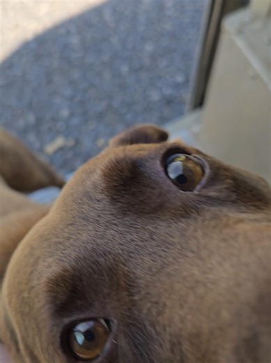 #DogLife #LOVELIFE #DogsofTikTok #Countrydogs #UPSdogs | dog