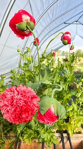 TBH my poppy plantings have been a flop this year. I sowed the seeds in trays, then planted them in the spring. The ones in the hoop house (unheated space with open sides but protected from the rain) are doing pretty well. The ones outside are blooming as tiny plants. I’m embarrassed 🙈 to even show them. The hoop house gets more shade from a nearby tree and I think it helped to keep the plants cool. Last year my poppy plants were taller than me! ‼️The lesson here is that Poppies dislike being t