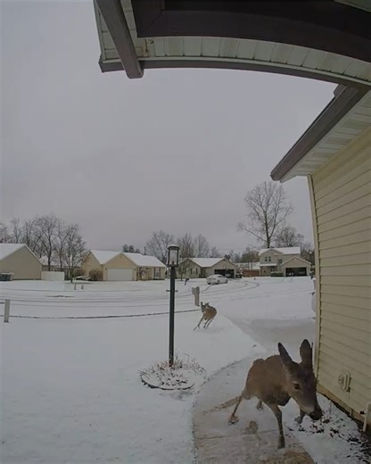 Deer Crashes Through Front Door & Destroys Basement | Animal Lovers
