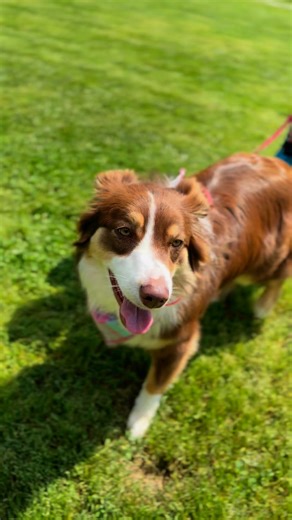 24 reactions | Dogs don’t speak our language—but they do communicate clearly if we know how to listen. Understanding a dog’s body language can help you tell when they’re happy, stressed, or just need space. #dog #language #dogtraining #highlandcanine | Highland Canine Training, LLC | Facebook