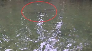 23K views · 383 reactions | Double Trouble! Here's an epic clip from Addicted Alaska 2 landing two fish.   Let's see some of your recent catches! | Addicted Fishing | Facebook