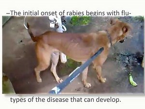 Rabies in dog ( sign and symptoms)
