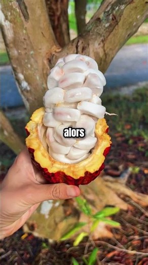 L'espagne a caché le chocolat pendant 100 ans Europe 🍫