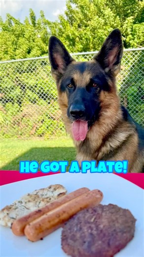 My German Shepherd Has Never Missed a Memorial Day Cookout 🇺🇸