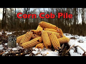 Leaving a PILE OF CORN COBS in the Woods. Here's what happens! Trail Camera