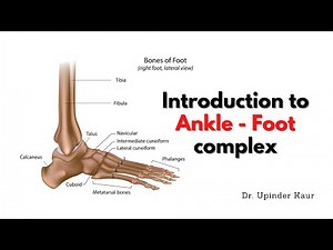 Introduction to Ankle & Foot complex