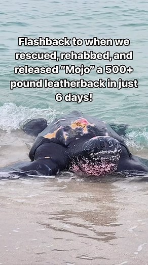 It’s Leatherback Day of #SeaTurtleWeek 🌊🐢 Flashback to December last year when we rescued, rehabbed, and released “Mojo” a 500 pound leatherback in just 6 days! Mojo was found stranded in South Beach, Miami on Friday, December 26th, and was transported through the night to the Florida Keys-based Turtle Hospital for rehabilitation. He was estimated to be around 30-35 years old. Once he arrived at The Turtle Hospital, he received fluids, a long-acting, broad-spectrum antibiotic, vitamins, and an