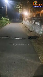 359K views · 1.6K reactions | #Watch- Fearless cat ‍⬛ stares much larger python before swiping a paw at its tail at Ucassaim Souza vaddo near St Anthony's chapel . . #Viral | In Goa 24x7 | Facebook