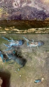 28K views · 124 reactions | Crayfish Laying eggs | Crayfish Polomolok | Facebook