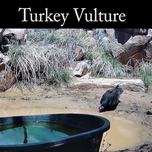 Turkey Vulture with sounds #vulture #wildlife #nature