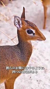 超キュートなディクディク