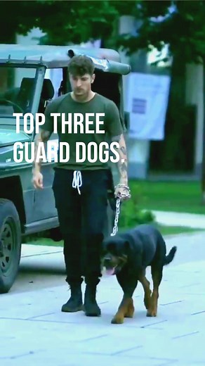 10K reactions · 2.5K shares | Top three guard dogs #360dogcare #educational #dogtraining #dogtrainingtips #dogcare #germanshepherd #rottweiler #doberman | Jonathan Cox | Facebook