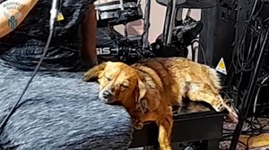 1.7M views · 121K reactions | Have to catch an early train, Got to be to work by nine And if I had an aeroplane, I still couldn't make it on time!!  The Bangles - Manic Monday #cover #familyband #siblings #missionedsouls #80s #oldies #dog | Missioned Souls | Facebook