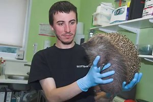 Do you remember Zeppelin, the hedgehog who developed "balloon syndrome" after being injured by a car? He has recovered and has been released back into the wild 🦔 More: bbc.in/2EDh1YZ | BBC Scotland News
