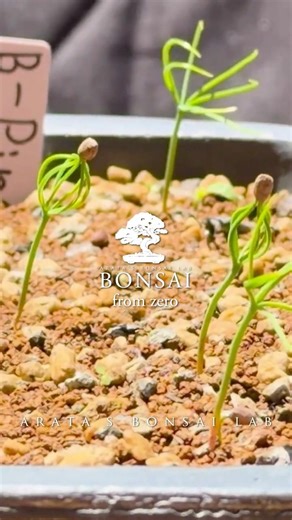Growing Bonsai From Seeds