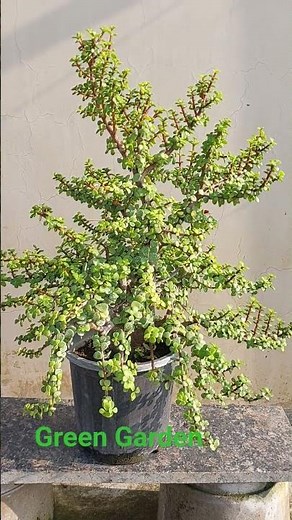 How to care Crassula plant?