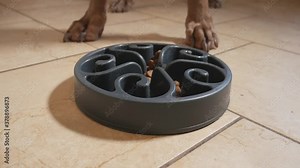 Weimaraner eating kibble from a plastic food dish, designed to make dogs eat slower to prevent bloating. Close up view of large dogs dinner time, on a tile floor.