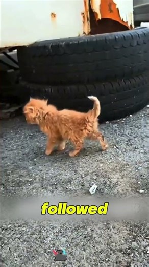 The Kitten Who Held a Goodbye for His Mom 🐱💔 #cat rescue #rescue cat story #heartbreaking kitten