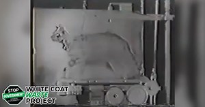 835 reactions · 86 shares | Your tax money paid the VA 1.3M to purchase kittens, damage their brains, & force cats to run on treadmills. WCW Project fought back and won! Sign NOW to demand Congress end ALL wasteful spending on cat and kitten experiments. 良 | White Coat Waste | Facebook