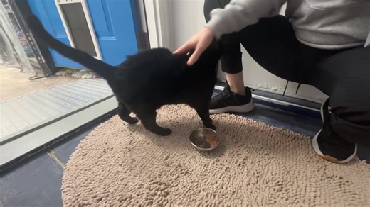 Come join Josie and the blind, FIV , and FELV cats for our 3pm tour here at BCR… it’s Mickey day!🤗🩵🐾 | Blind Cat Rescue and Sanctuary, Inc.