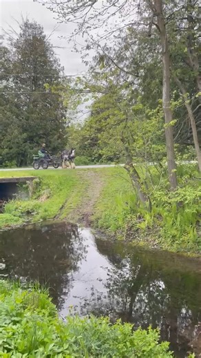 644K views · 7.9K reactions | Gypsy Vanner stallion Lord Darius is getting his feathers well washed on this run. He certainly makes a big splash when he does the water course. After a bit of a rocky start he is progressing nicely now. Have a great weekend everyone, it is certainly nice to see the sun again. ( Tina Greer) | Randy Bird Equine Education | Facebook