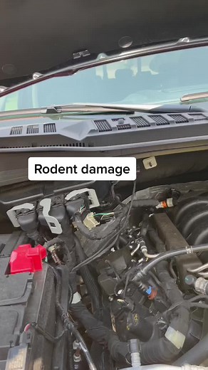 Stop Rodents Humanely #rodents #rats #mice #squirrel #truck #ford #F150