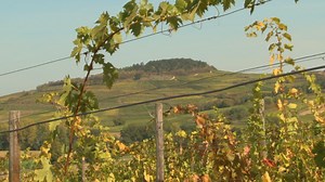 Comment tailler la vigne en Guyot : gestes et conseils