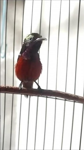 konin full bren ciblek