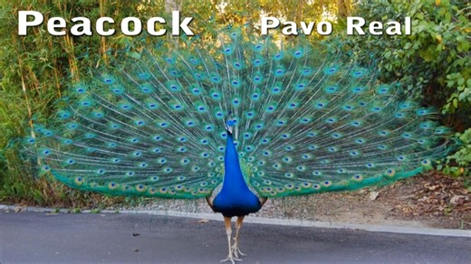 ¿Sabes cómo decir los nombres de los animales en inglés? En este video te enseño los nombres de los animales más comunes y su pronunciación para que puedas mejorar tu vocabulario de manera divertida y efectiva. ¡Perfecto para estudiantes de todos los niveles! 📌 Guarda este video y practícalo con tus amigos y familiares. #AnimalesEnInglés #AprenderInglés #InglésFácil #EnglishVocabulary #TrucosDeInglés #InglésParaNiños #VocabularioEnInglés #EnglishTips #HablarInglés #InglésDivertido | ALEJO Loper