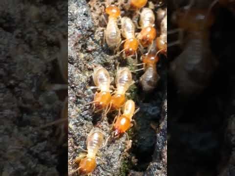 ᭚ᬢᭂᬢᬦᬶ᭟ (Tetani) Rayap - termite - Isoptera 22