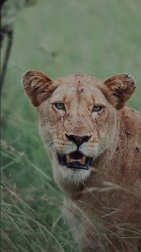 How do these tribals know that this animal is dangerous #shortvideo