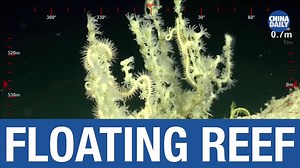 6.1K views · 251 reactions | Good grief… what an enormous reef! | China Daily | Facebook