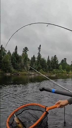 Keeper Walleye From The Boundary Waters