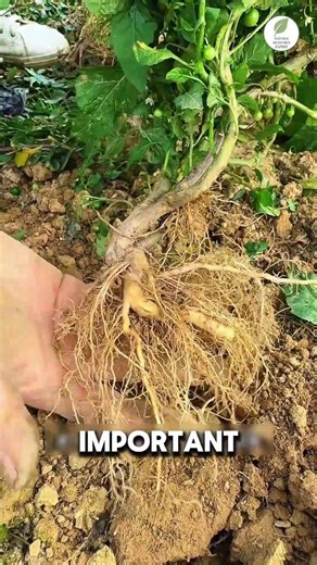 The Hidden Power of This Plant You Didn’t Know! #shorts