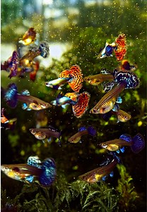 Caring for Your Guppies: Essential Tank Care