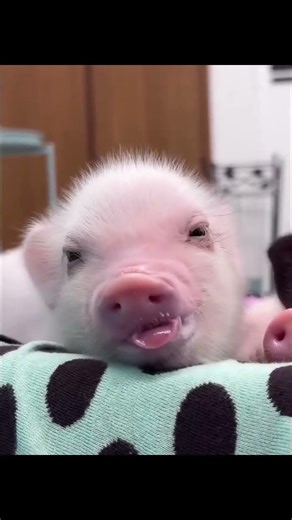Cute Baby Pigs Compilation 🐷🍼