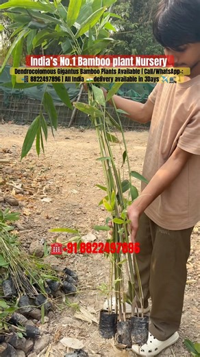 Dragon Bamboo | Giant Bamboo | Hathi Baas | Sumaiya Nursery Assam | #1million #views