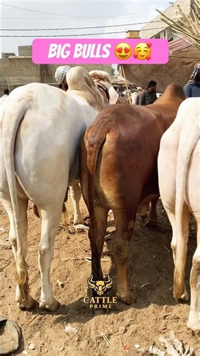 Karachi Cow Mandi | Malir Mandi #short #shorts #ytshorts #shortvideo #shortsfeed #cow